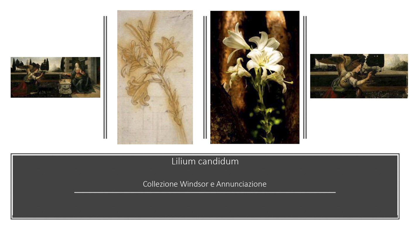 gabrieletartoni_portfolio_03_leonardo