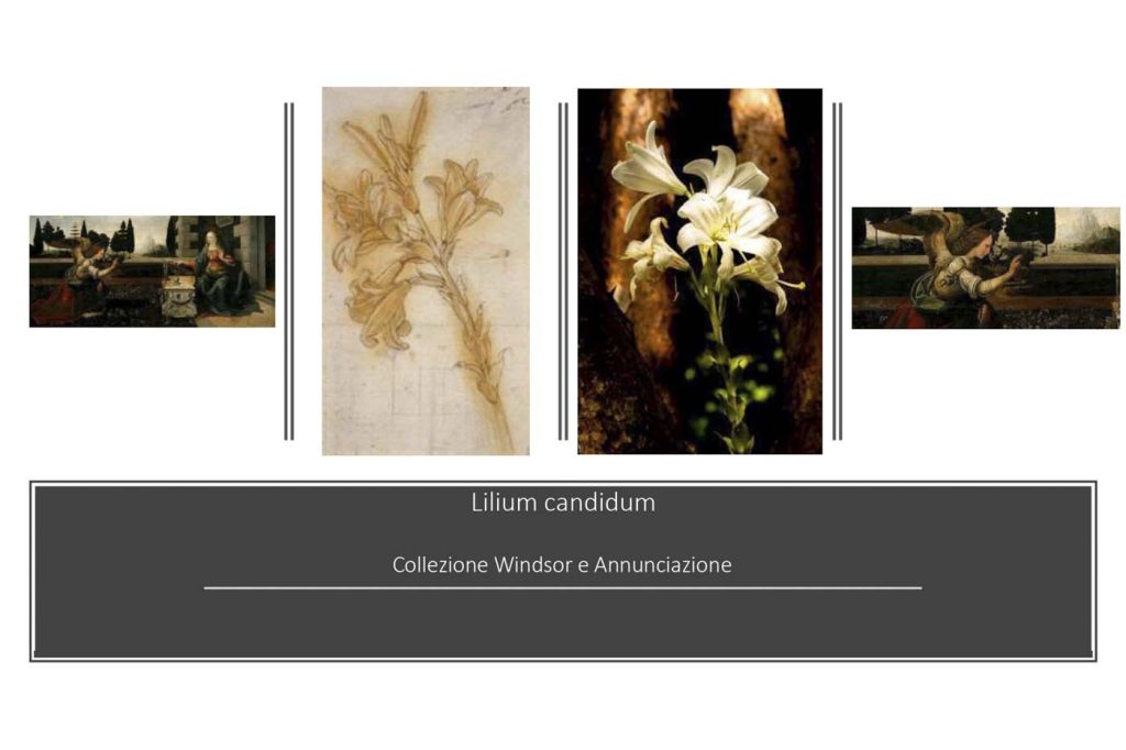 gabrieletartoni_portfolio_03_leonardo_h933