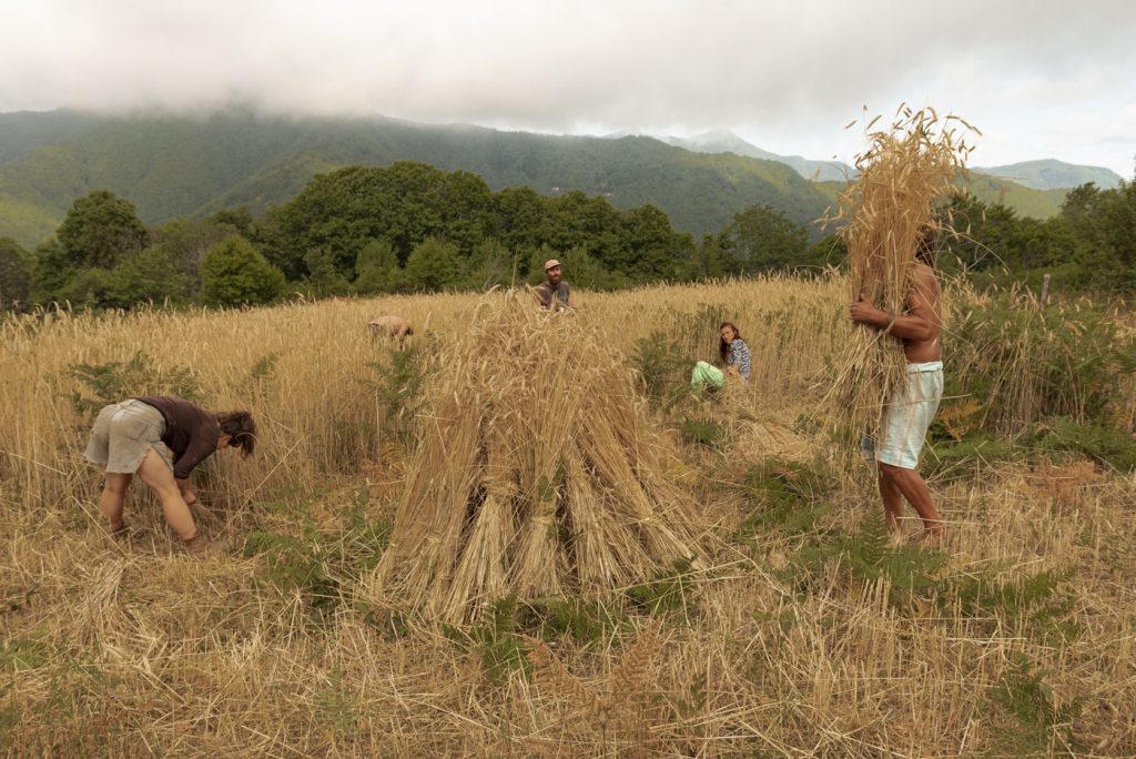 IL POPOLO DEI BOSCHI